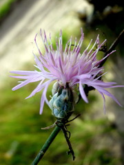 Centaurea breviceps