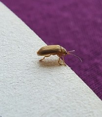 Galerucella pusilla