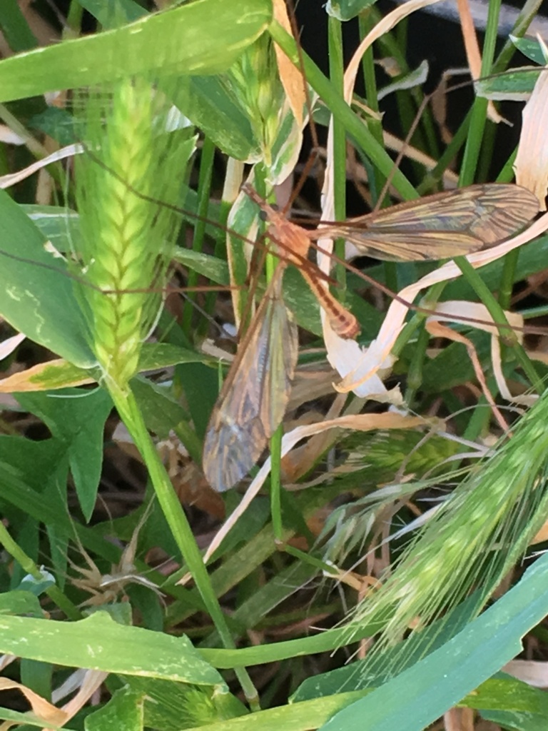 Tipula silvestra