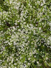 Limnosciadium pumilum