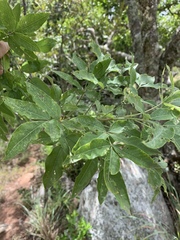 Heteromorpha arborescens abyssinica