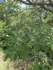 Heteromorpha arborescens abyssinica