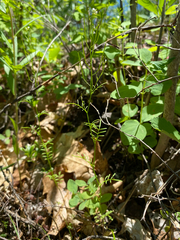Cardamine parviflora, photograph (c) Quinten Wiegersma, some rights reserved (CC BY)