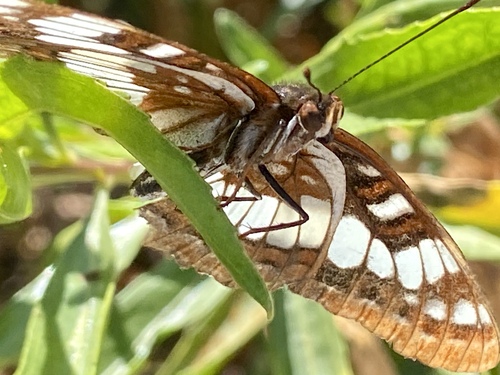 iNaturalist observation photo of Lorquin's Admiral