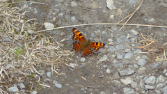 Polygonia faunus