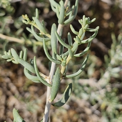 Nitraria billardierei, photograph (c) ronavery, some rights reserved (CC BY)