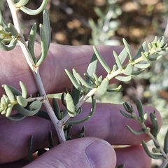 Nitraria billardierei, photograph (c) ronavery, some rights reserved (CC BY)