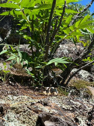 Cardamine parviflora, photograph 3