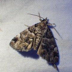Cutina distincta