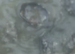 Ruditapes philippinarum