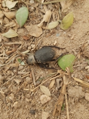 Trachyderma philistina