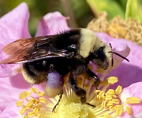 iNaturalist observation photo of Yellow-faced Bumble Bee