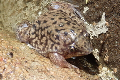 Hemisus marmoratus
