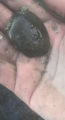 Ruditapes philippinarum