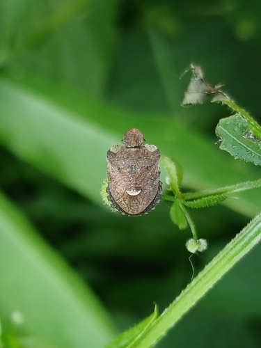 White-shouldered Shieldbug