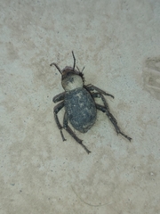 Trachyderma philistina