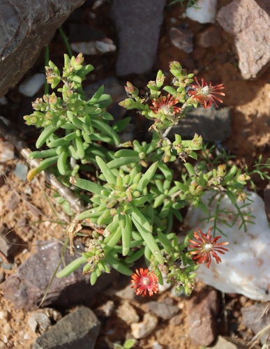 Delosperma multiflorum