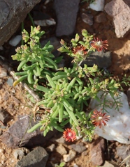 Delosperma multiflorum