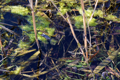 Pelophylax ridibundus