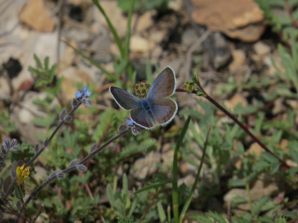 Anatolian Black-eyed Blue