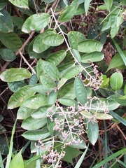 Miconia albicans