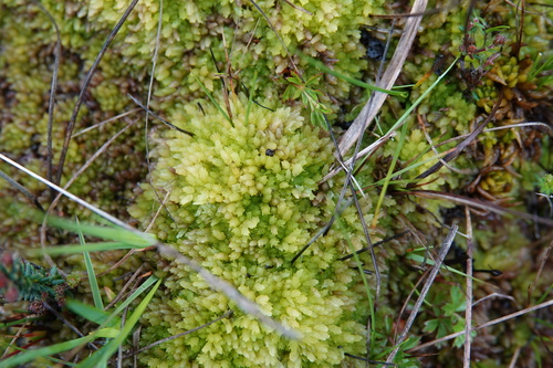 Sphagnum molle observed 2026-06-08