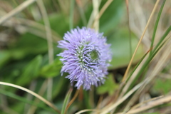 Globularia