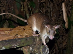 Cricetomys emini
