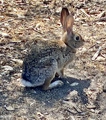 iNaturalist observation photo of Desert Cottontail