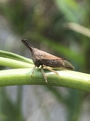 Aconophora laminata