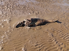Phocoena phocoena phocoena