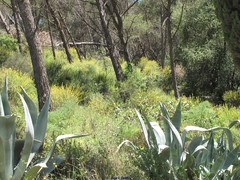 Anthyllis cytisoides