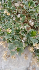 Ericameria cuneata cuneata