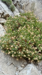 Ericameria cuneata cuneata