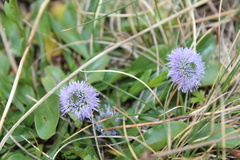 Globularia