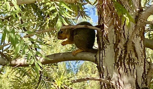 iNaturalist observation photo of Eastern Fox Squirrel