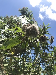 Pluchea carolinensis