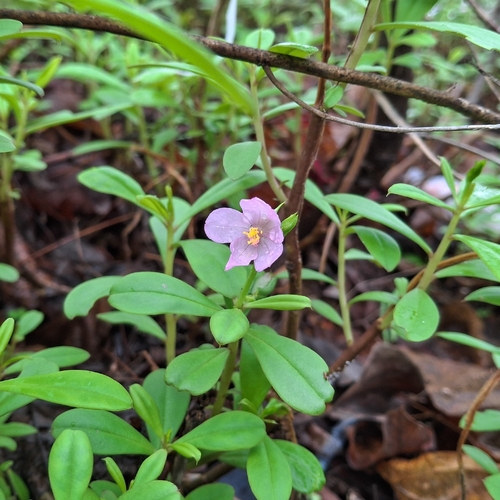 Espinaca de Filipinas (Talinum fruticosum)