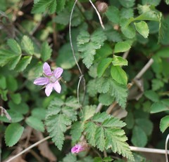 Rubus pungens oldhamii