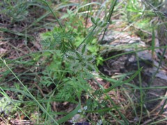 Torilis leptophylla