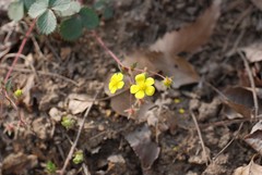 Potentilla fragarioides