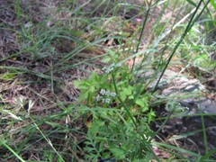 Torilis leptophylla