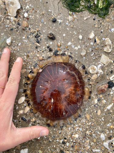 Compass Jelly