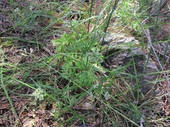 Torilis leptophylla