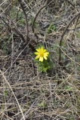 Adonis volgensis