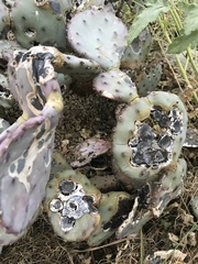 Phyllosticta concava