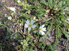 Cerastium ligusticum