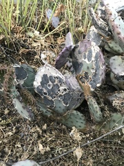 Phyllosticta concava