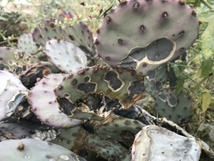 Phyllosticta concava