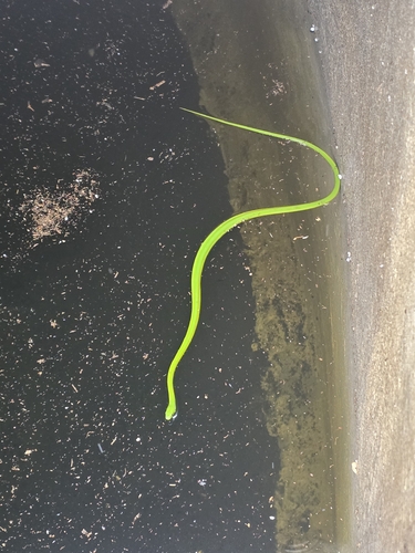 Lichtenstein's Green Racer